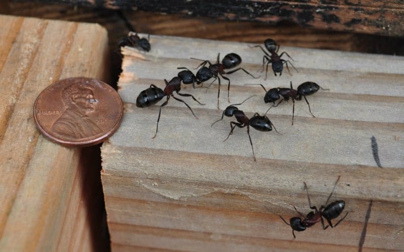 Najlepsze sposoby na pozbycie się mrówek w domu i ścianach