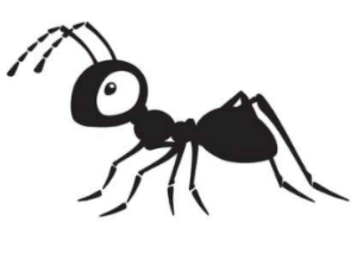 How To Get Rid Of Carpenter Ants In Your House Methods That Work,Types Of Fabric Material