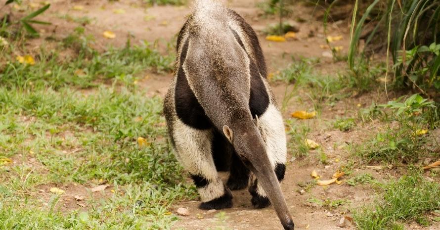 giant ant eater walking