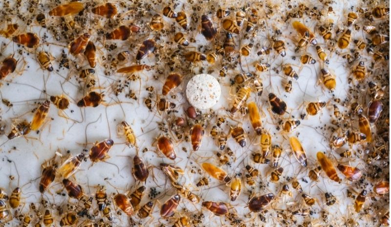 glue trap with dead roaches