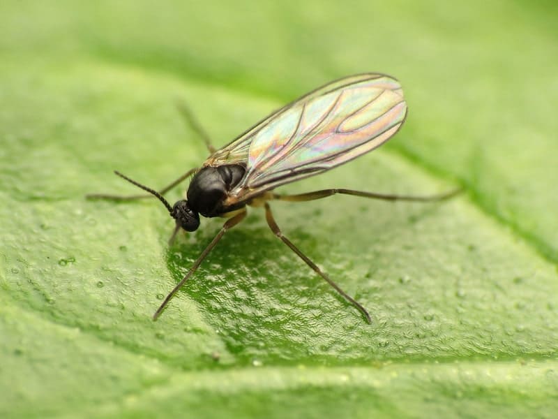 black gnat sitting on leaf