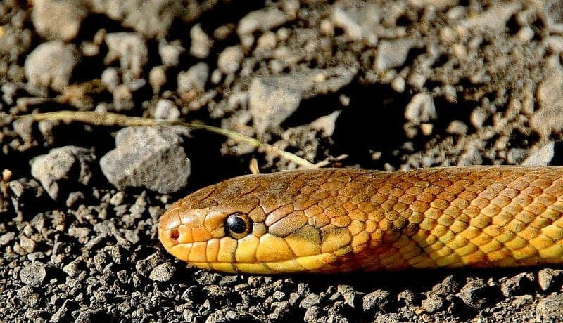 golden snake on a road