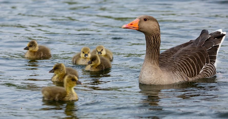 goose with goslings in the pond