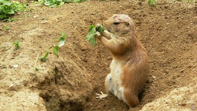 gopher chews a leaf