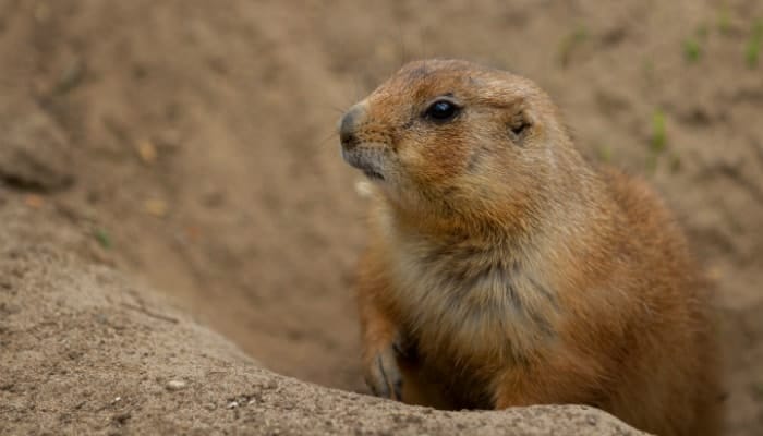 gopher climbs out of the hole