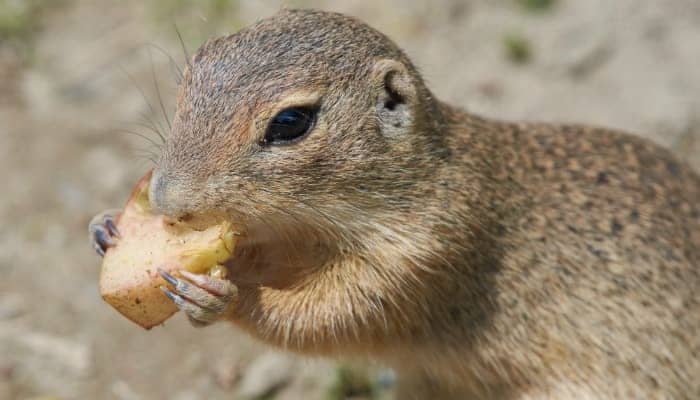 gopher eat potatoes