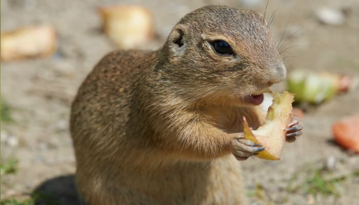 gopher eating fried potatoes