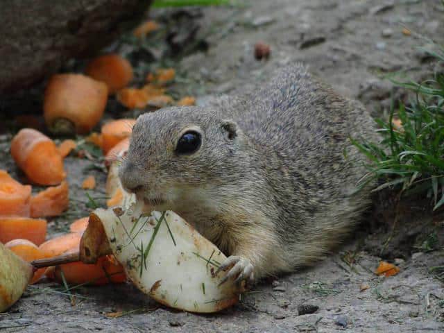 gopher eating vegetables