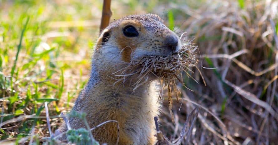 gopher eats straw