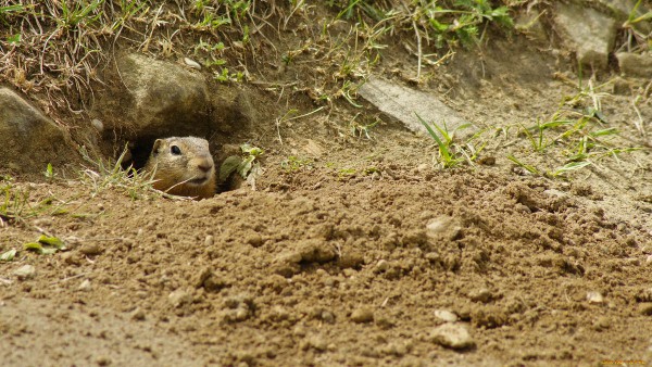 gopher leaned out of the hole