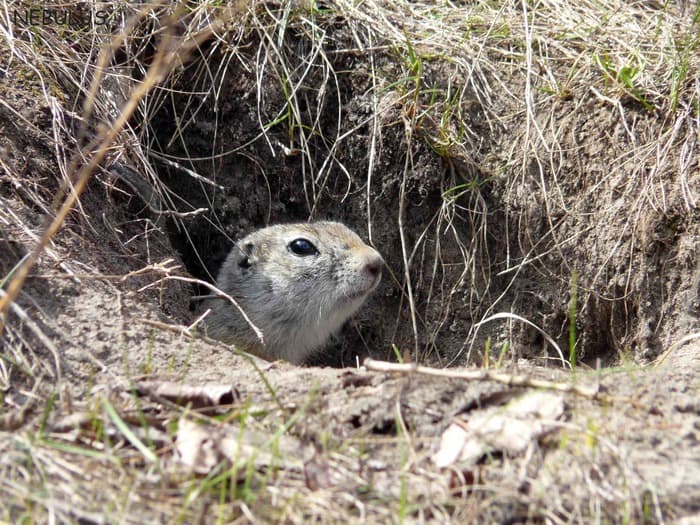 gopher looks from a hole