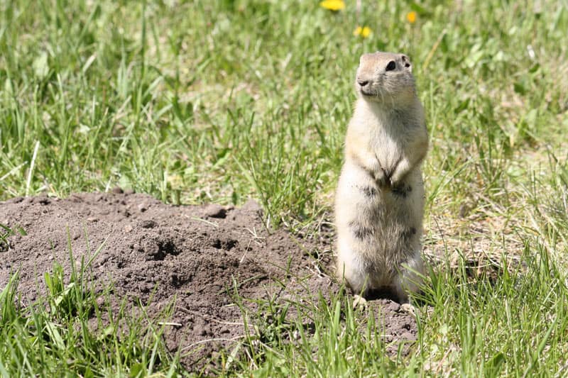 gopher near the hole