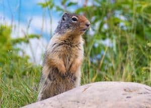 gopher near the stone