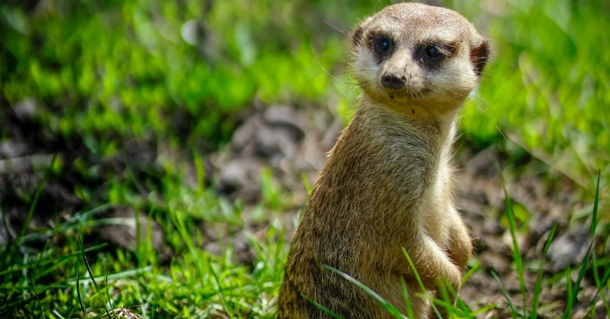 gopher on hind legs