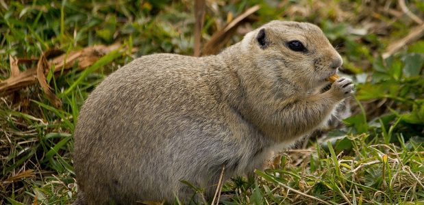 gopher on the grass