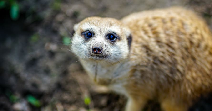 gopher with blue eyes