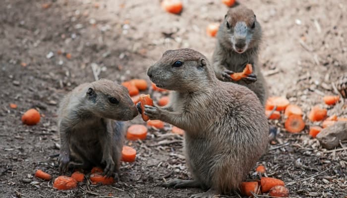 gophers eat carrots