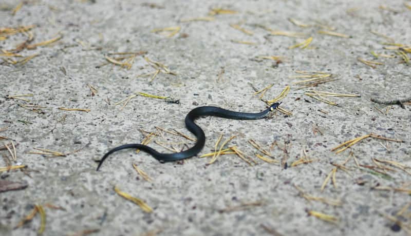 grass little snake on a road