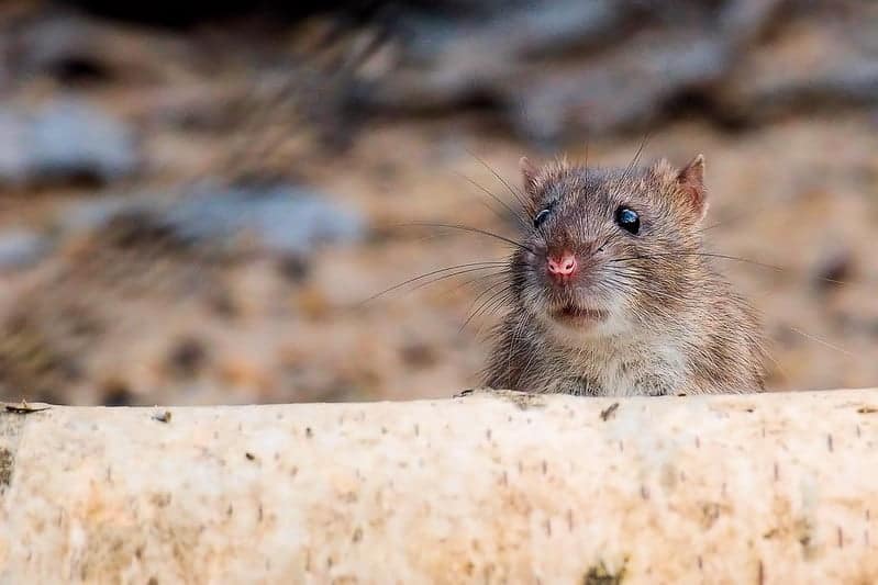 gray rat wandering in forest