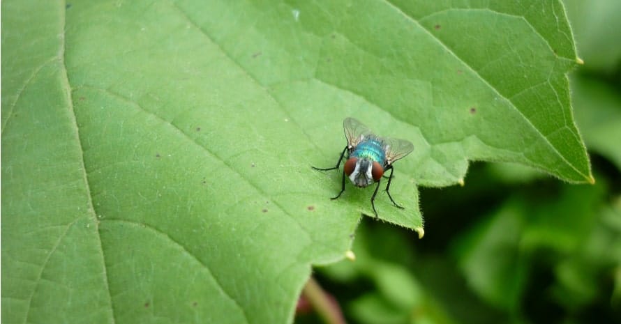 green carrion fly