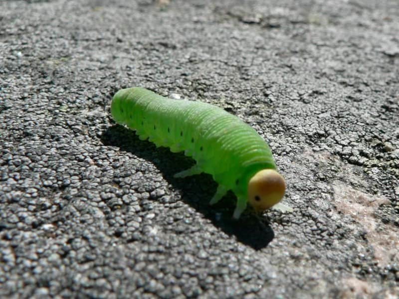 green-caterpillar