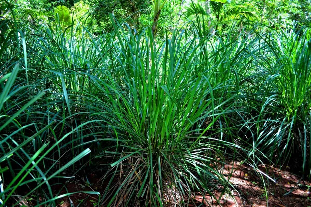 green lemongrass plants