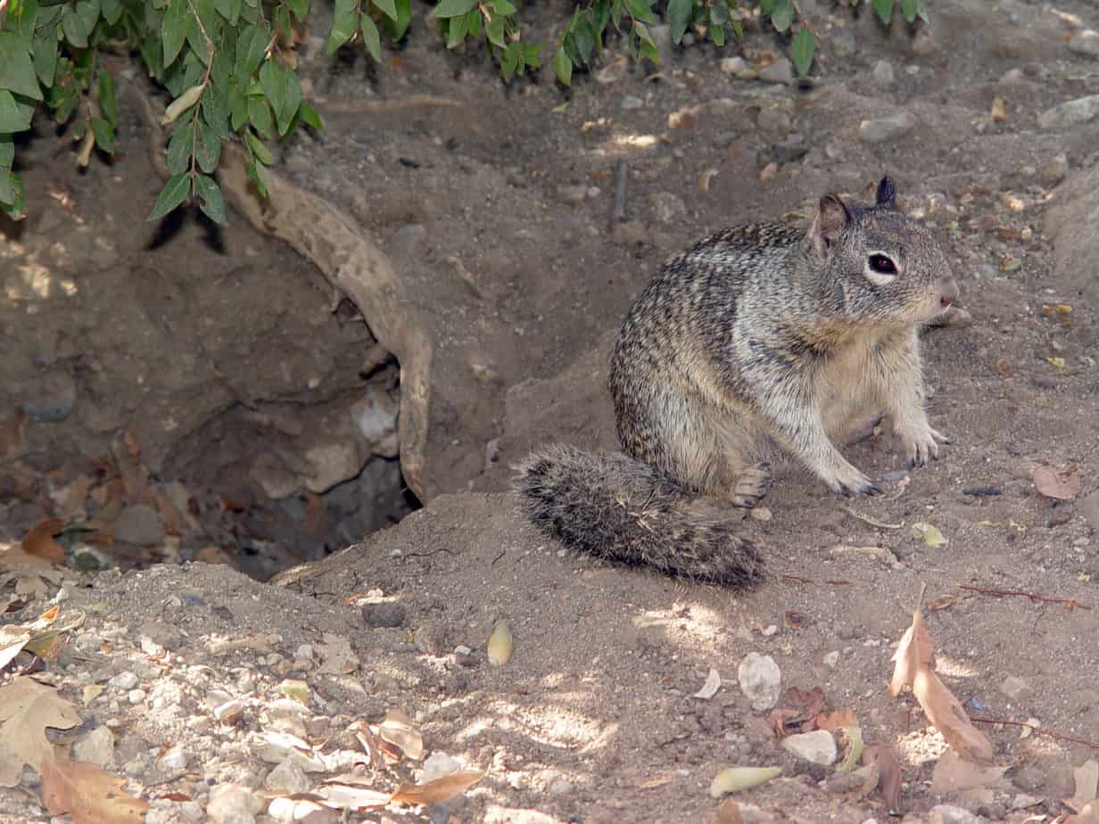 How To Get Rid Of Ground Squirrels: Simple & Effective Methods