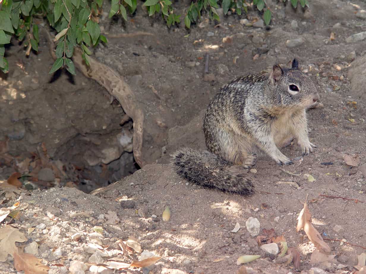 ground squirrel