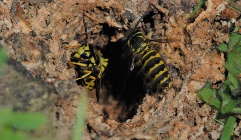 ground-wasp-nest