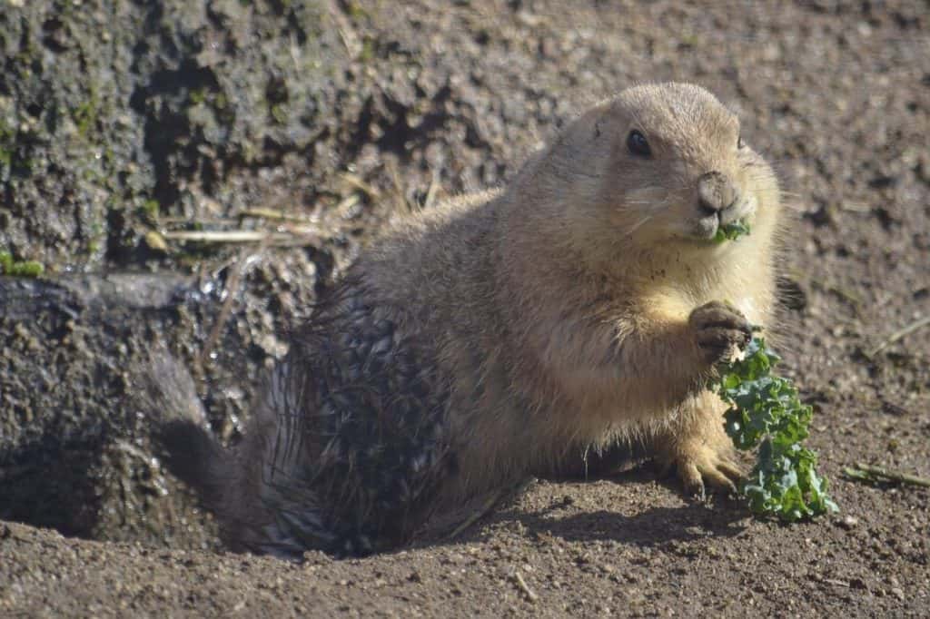 groundhog-eating