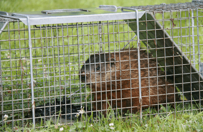 trapped groundhog