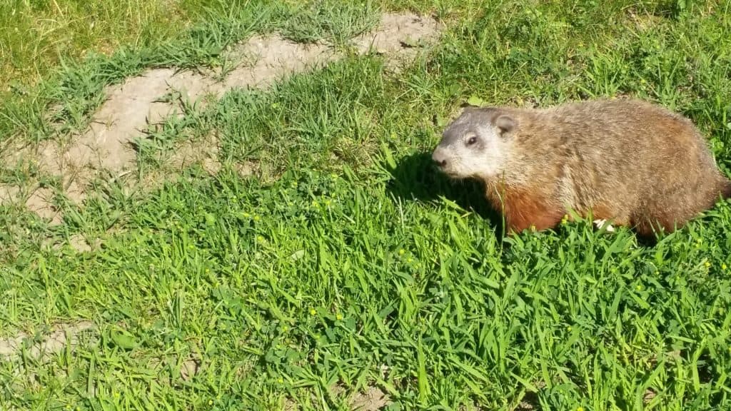 woodchuck