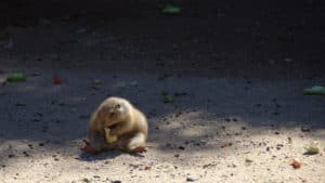 groundhog bait groundhogs