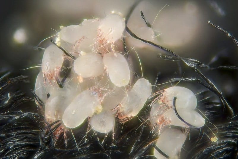 group of dust mites