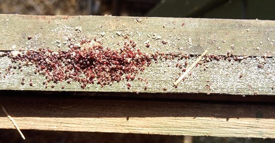 group of mites on block