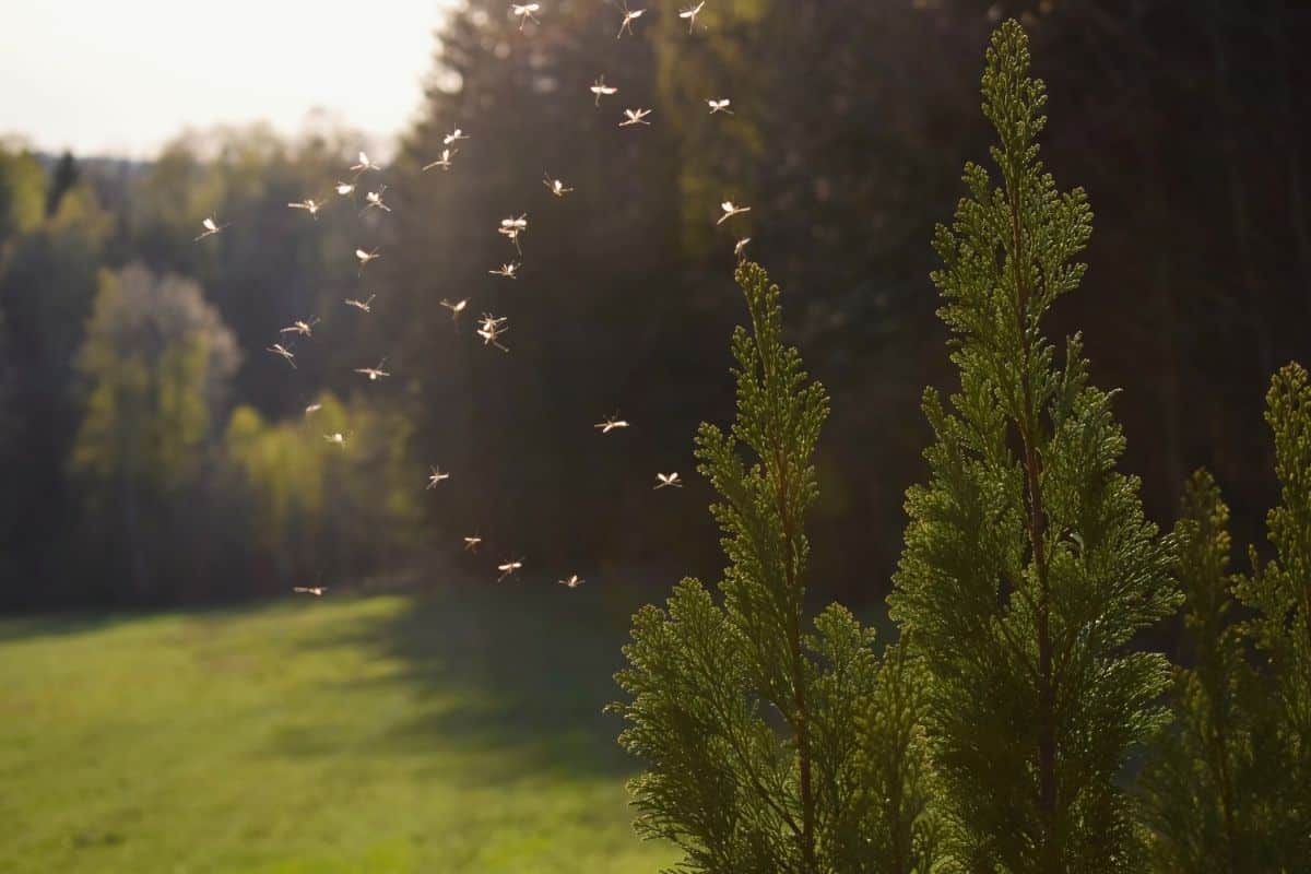 group of mosquitoes flying