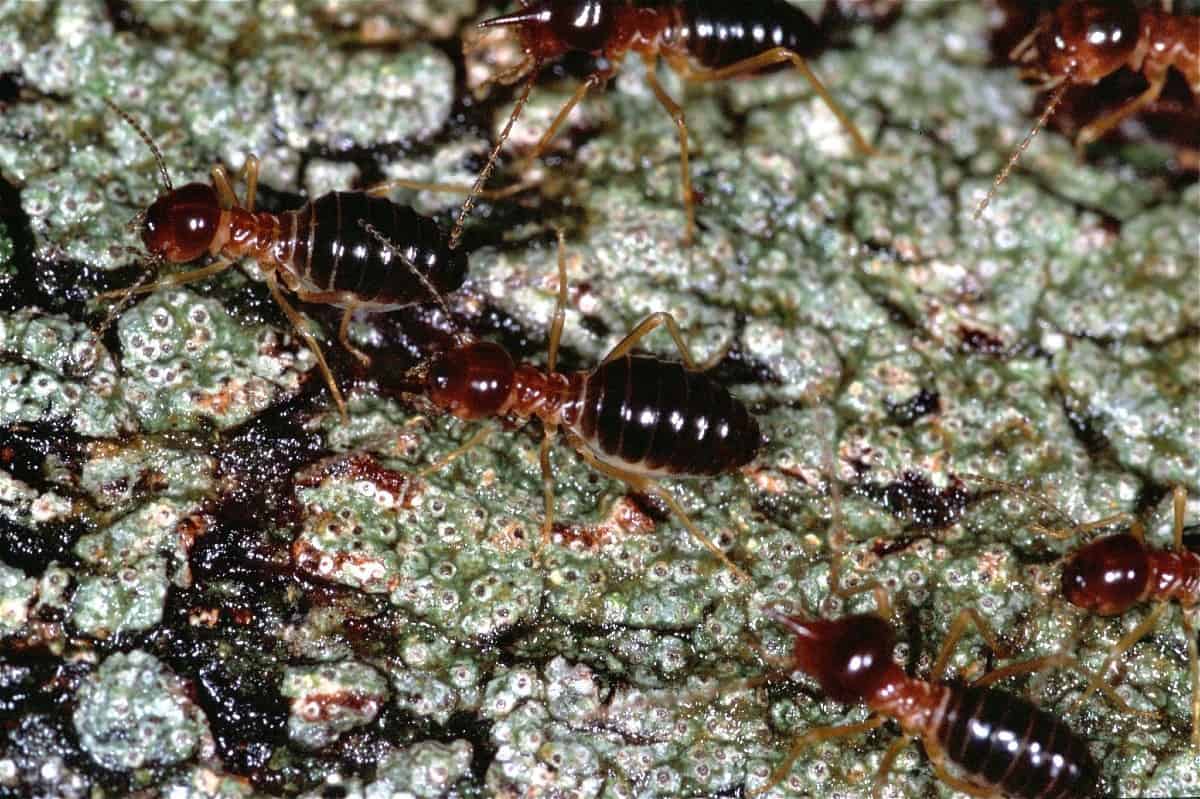 group of termites