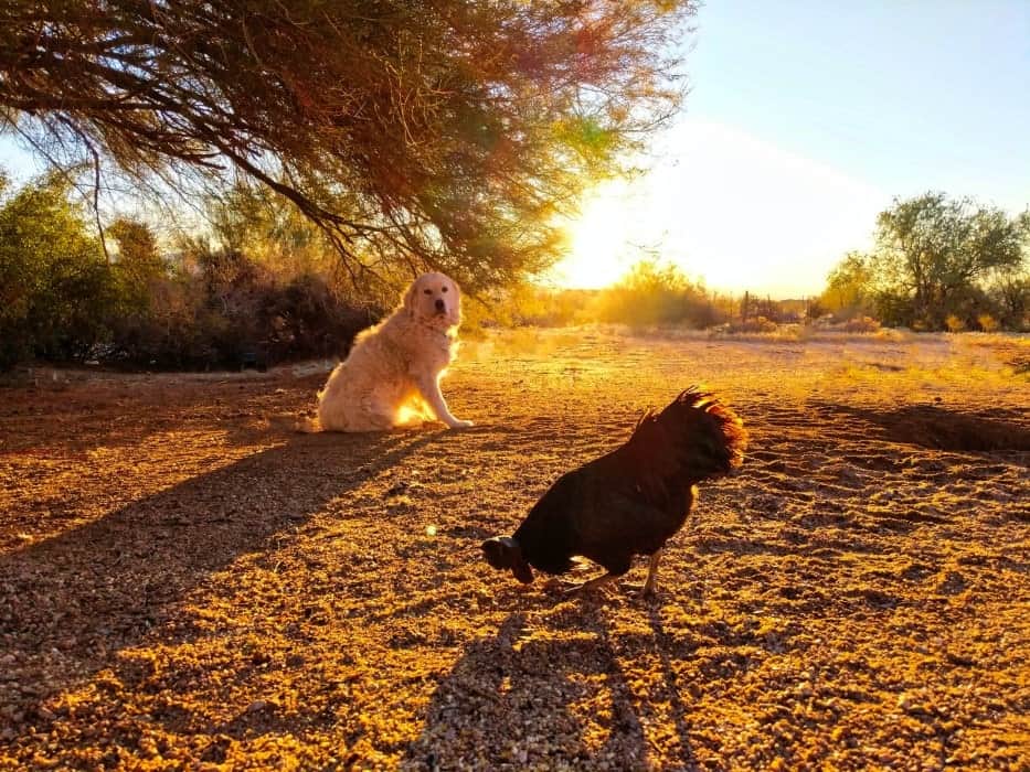 guard dog and a rooster