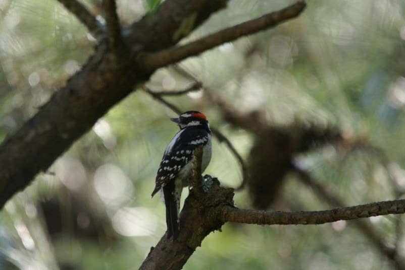 hairy woodpecker sitting on a tree