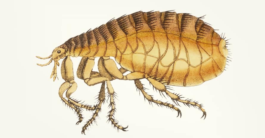 how much do flea exterminators cost