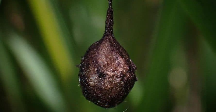 hanging spider's nest