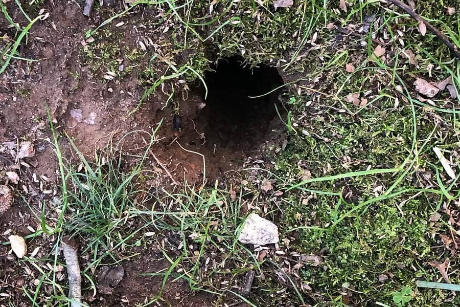 hole for chipmunks