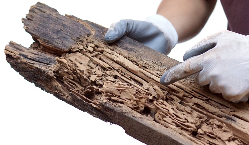 hollow wood termite