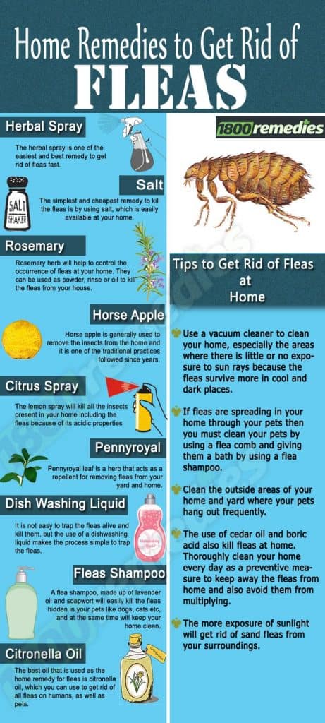 How to Get Rid of Fleas: Most Effective