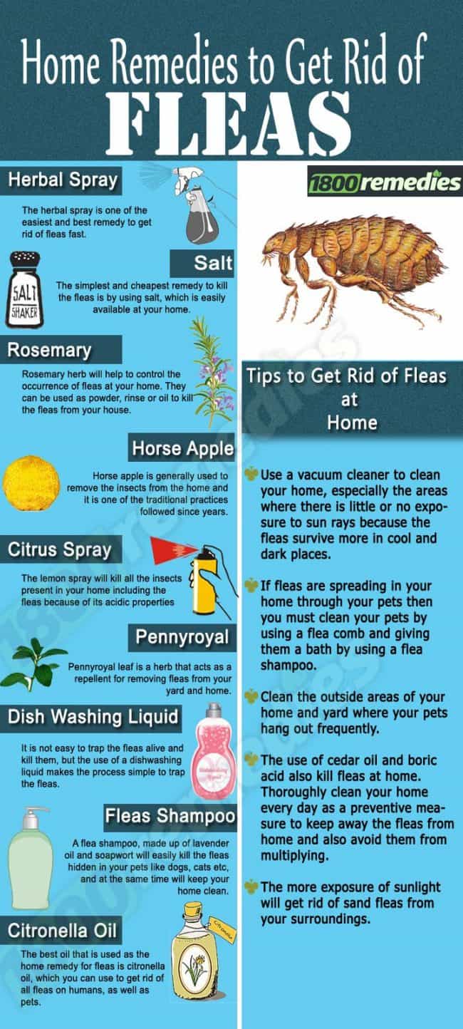 How To Get Rid Of Fleas Most Effective Ways Pest Control Hacks   Home Remedies 650x1444 