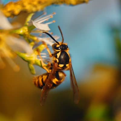 hornet on a yellow flower