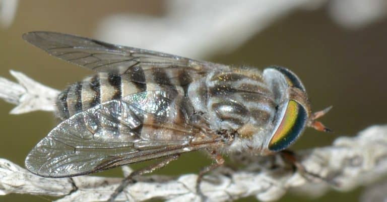 How to Get Rid of Horse Flies: Control & Prevention Guide