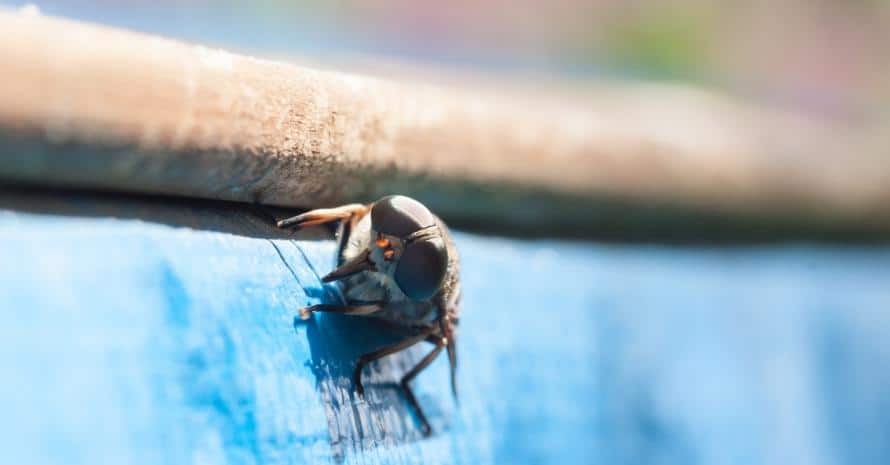 horsefly in the pool