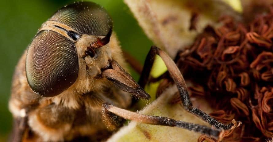 horsefly on a flower