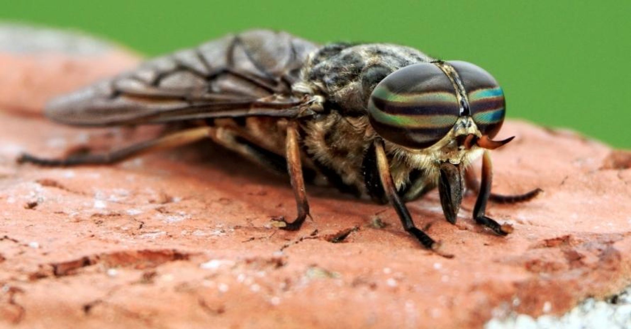 how-to-get-rid-of-horse-flies-around-a-pool-ease-control-prevention